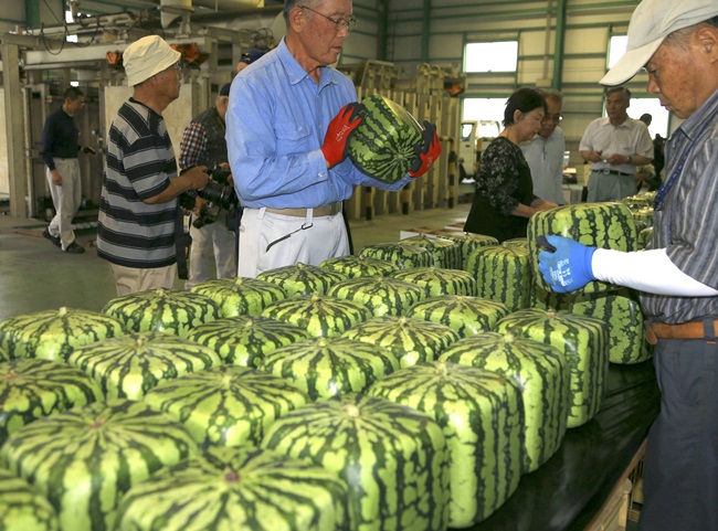 9 người trồng dưa hấu vuông ở Zentsuji, tỉnh Kagawa, Nhật Bản có kế hoạch giao 600 quả dưa hấu vuông cho các nhà bán buôn giữa tháng 7 này.
