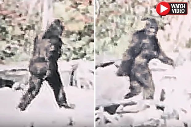 Video rõ ràng nhất về quái vật Chân to dạo bước trong rừng - 1