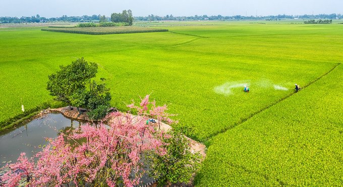 Về miền Tây ngắm hoa ô môi hồng rực rỡ, một lần đến là ngất ngây quên lối về - 2