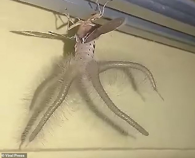 Video: Sinh vật “ngoài hành tinh” bám trên trần nhà gây kinh hãi - 1