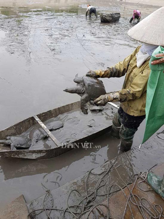 Nuôi loài &#34;thủy quái&#34; dưới ao thích ăn thịt lợn, mỗi năm thu tiền tỷ - 3