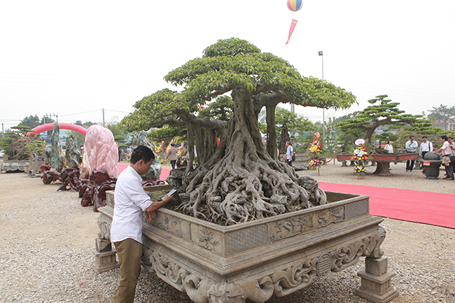 Anh Hưng cho biết, sở dĩ cây có tên “Vân vũ quần tùng” bởi thân to, dáng trực, thân hoành bay có nét mềm mại. Thân bám trên một bệ đá rất vững trãi, người xem như cảm nhận như cây tùng cổ thụ đứng trên một ngọn núi cao, trên cao lại có gió, mây nên cây có tên như vậy.