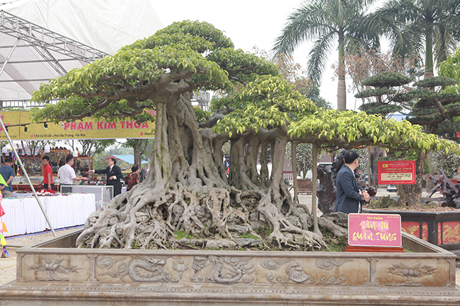 Anh Hưng cho hay, năm 2018, tại triển lãm ở Bắc Ninh đã có người trả 2,8 tỷ đồng nhưng anh vẫn chưa bán bởi muốn cây hoàn thiện hơn nữa.&nbsp;