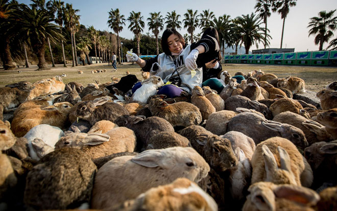 Hòn đảo tràn ngập thỏ xinh đẹp của nước Nhật - 1
