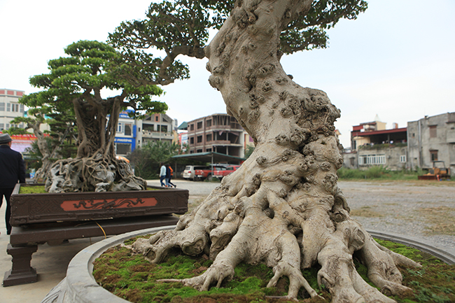 Đây là một trong những&nbsp;“báu vật” trong vườn cây nổi tiếng của đại gia đất Việt Trì