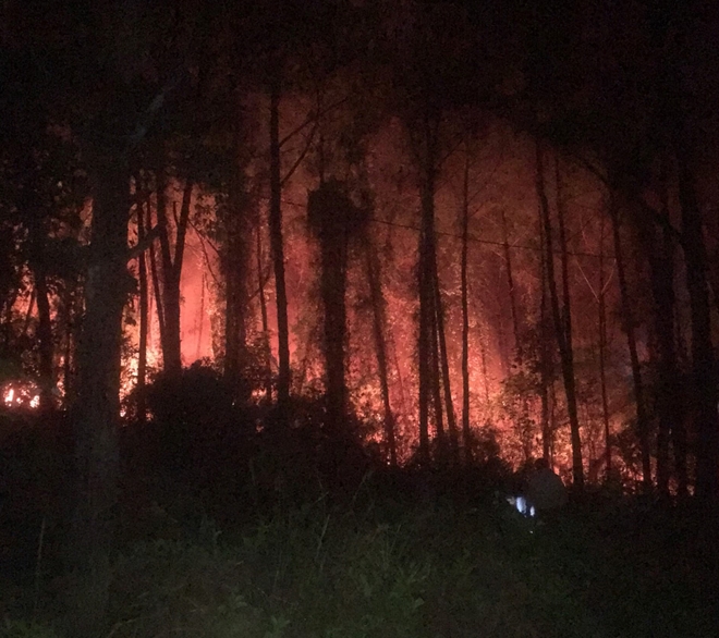 Cháy rừng thông gần Lăng vua Khải Định - 1