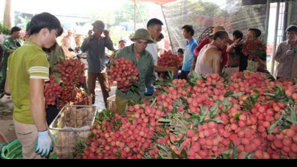 Người dân Lục Ngạn, tỉnh Bắc Giang được mùa tiêu thụ vải thiều.