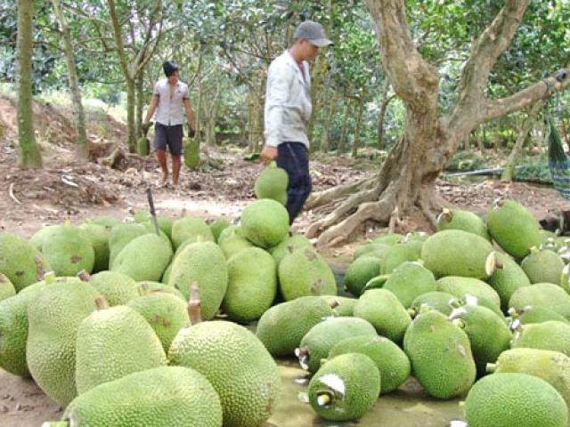 Cục Trồng Trọt lên tiếng cảnh báo việc dân trồng ồ ạt cây mít Thái