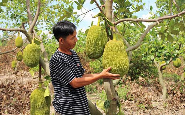 Cục Trồng Trọt tiếp tục lên tiếng cảnh báo vì việc gia tăng trồng mít Thái chứa đựng nhiều rủi ro.