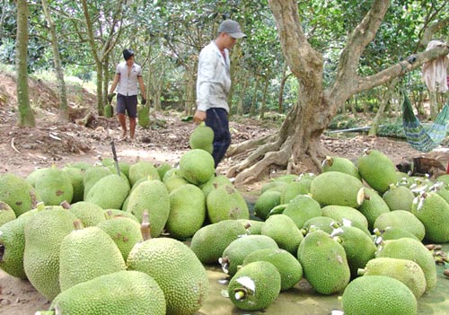 Diện tích trồng mới mít Thái diễn ra nhanh nhất tại các tỉnh ĐBSCL.