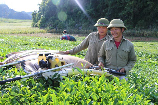 Những năm qua, sản phẩm nông nghiệp của huyện Mộc Châu đã xuất khẩu ra thị trường nhiều nước trên thế giới.
