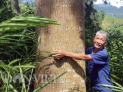 Thị trường - Tiêu dùng - Sau 20 năm trồng, giờ chỉ việc ra vườn đếm từng cây gỗ ra cây vàng