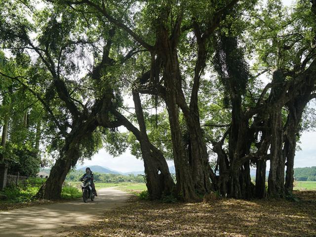 Chuyện ít biết về cây sanh 800 tuổi trong phim Ma làng: “Thần hộ mệnh”