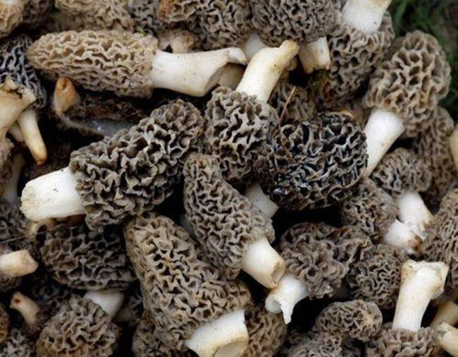 Nấm Guchchi hay Morels, có mức giá đắt đáng kinh ngạc 14.000 Rupee – 15.000 Rupee/1kg (~4,7 triệu đồng – 5,5 triệu đồng/kg).