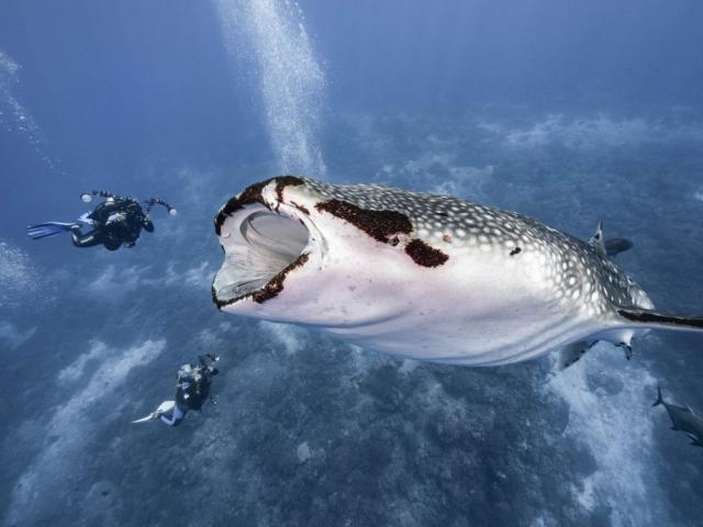 Kỳ thú cảnh thợ lặn “sắp” bị cá mập voi nuốt chửng