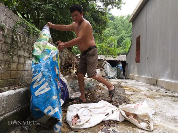 Ông Đinh Văn Hùng ở Nho Quan đắp bạt che đống lợn chết dịch chờ cán bộ thú y đến lấy mẫu và đưa đi tiêu hủy.