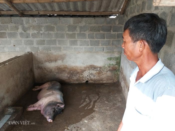 Ông Minh ở Nho Quan đau xót nhìn các "đầu cơ nghiệp" của mình lần lượt ra đi vì dịch tả lợn châu Phi.