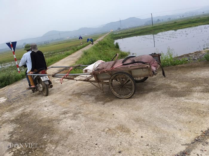 &nbsp;Cảnh chở lợn chết đi tiêu hủy ở xã Phú Lộc, huyện Nho Quan (Ninh Bình) vào cuối tháng 5/2019.