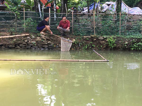 Bà Sàng cho biết: Thời gian tới, gia đình bà sẽ đào thêm ao, khơi dẫn nước để nuôi thêm cá dầm xanh nâng cao nguồn thu nhập cho gia đình.