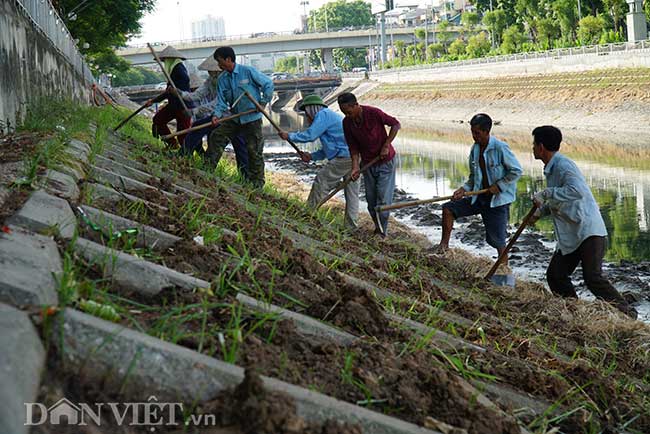 Với mục đích làm tăng vẻ đẹp cho&nbsp;dòng sông Tô Lịch, Công ty Thoát nước Hà Nội đã cho hàng chục công nhân trồng loại cỏ lá tre hai bên bờ sông Tô Lịch để thay thế loại cỏ dại trước kia.