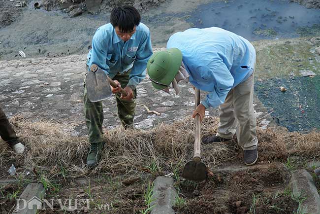 Loại cỏ lá tre này có đặc tính thích nghi với môi trường tốt, nhanh lớn nhưng mọc không cao. Đây&nbsp;là sự lựa chọn tốt cho việc thay thế cỏ dại mọc um tùm hai bên bờ sông gây mất thẩm mỹ.