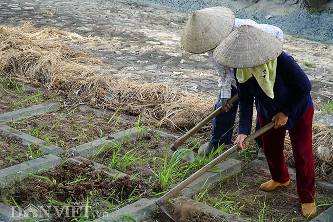 Để trồng được cỏ mới, những người công nhân sẽ phải nhổ bỏ cỏ cũ rồi sau đó dùng quốc là xốp đất rồi mới gieo trồng cỏ lá tre.