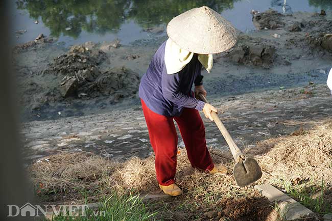 Loại cỏ này sẽ được trồng trong 8.000 ô đất, kéo dài từ cầu Trung Hòa đến đường Nguyễn Trãi.