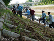 Tin tức trong ngày - Ảnh, clip: Trồng cỏ lá tre trên 8.000 ô đất ven sông Tô Lịch