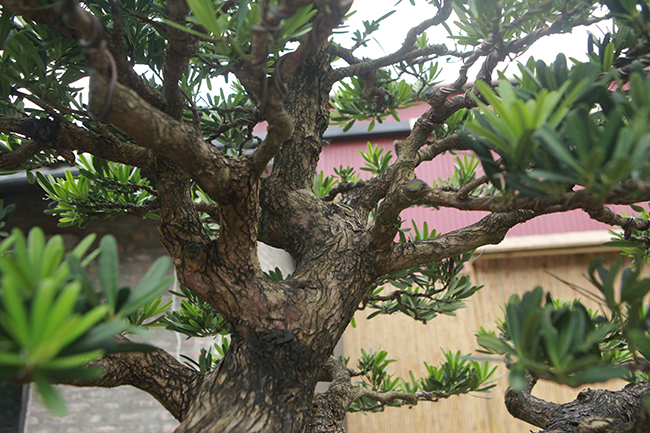 Hàng năm, tại châu Á, các cuộc triển lãm diễn ra nhằm&nbsp;tìm những cây tùng đẹp nhất. &#34;Đã có một số đại gia ở Việt Nam sở hữu vài cây tùng giành giải vàng, có cây khi về đến Việt Nam mất gần 10 tỷ đồng&#34;, chủ vườn thông tin.