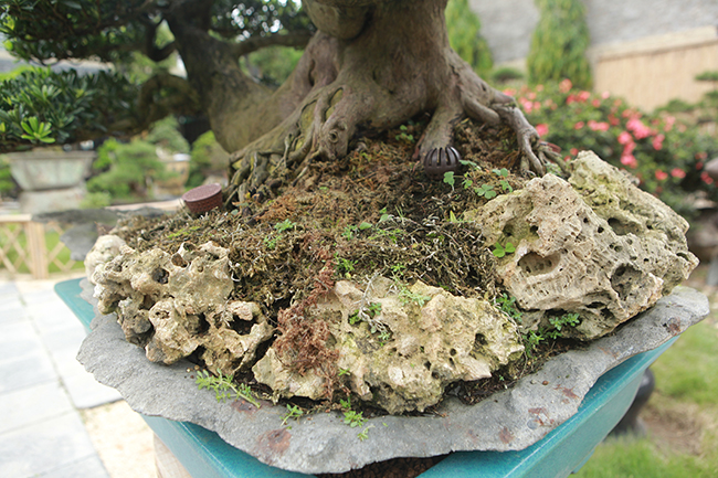 Xung quanh gốc cây, nghệ nhân đặt thêm bọt biển.