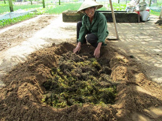 Rau Trà Quế nổi tiếng thơm ngon hơn so với những nơi khác là nhờ vào việc dùng rong được vớt từ sông Cổ Cò, Đế Võng để làm phân bón lót.