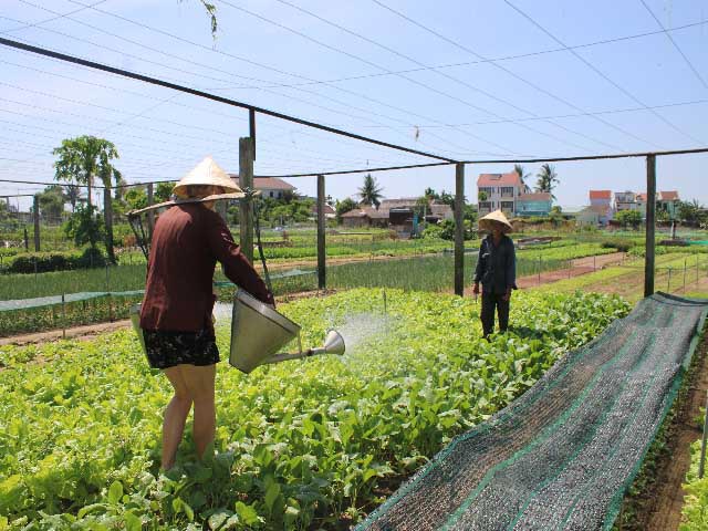 Tại đây họ sẽ được hướng dẫn để trở thành “nông dân” chính hiệu.