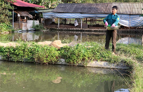 Gia đình anh Bàn Tiến Nhị - Chi hội thôn 1 (xã Đại Sơn, huyện Văn Yên) với mô hình chăn nuôi lợn rừng lai và cá rô phi đơn tính có thu nhập trên 200 triệu đồng/năm. Ảnh: A Mua