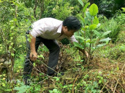 Thị trường - Tiêu dùng - Bắc Kạn: Mang cây quý như &quot;báu vật&quot; từ rừng về đồi, sớm đổi đời