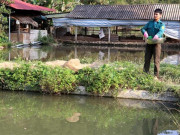 Thị trường - Tiêu dùng - Yên Bái: Nhà nông trồng quế, nuôi cá, vươn lên làm giàu