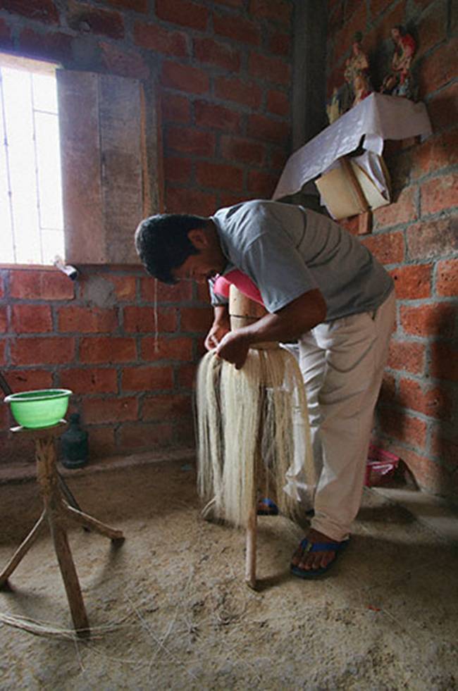Simon Espinal là một người đan mũ Panama thủ công sống ở Ecuador. Để làm mũ Panama, Simon lên núi lấy cây cọ toquilla tốt nhất đưa về nhà. 