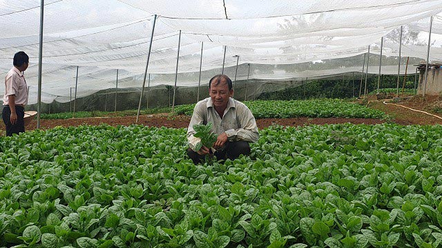 Ông Nhĩ bên những luống rau mồng tơi trồng theo tiêu chuẩn VietGAP trong trang trại trồng rau của mình.