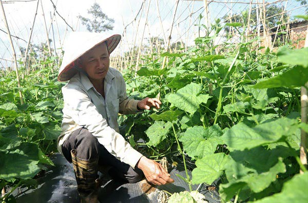 Ban đầu, việc bán được sản phẩm là các loại rau, củ, quả thực phẩm trồng trong trang trại là rất khó khăn đối với gia đình ông Nhĩ.