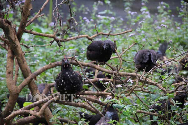 Giống gà đen đặc sản của đồng bào Mông có thịt rất thơm ngon, săn chắc. Đàn gà đen đặc sản do anh Sồng A Tơ nuôi kiểu bán hoang dã nên chúng rất thích leo, bay lên các cành cây để "nghịch ngợm, thư giãn"...