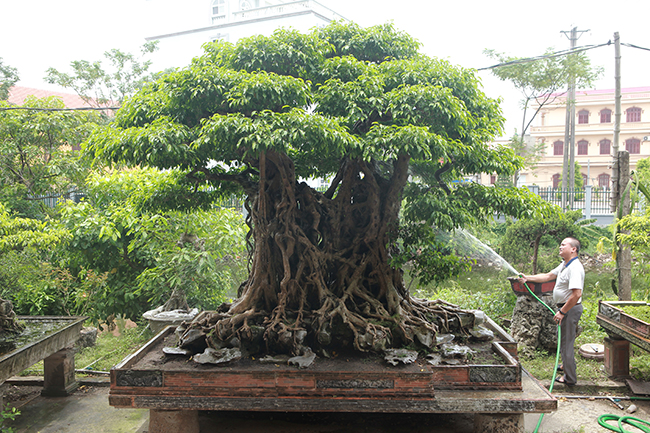 Tác phẩm sanh cổ, quý hiếm có tên “Ngũ phúc lâm môn” của ông Phạm Lân (Thanh Trì, Hà Nội) được coi là cây sanh hiếm có khó tìm bởi cây hội tụ đủ 4 yếu tố cổ - kỳ - mỹ - văn.