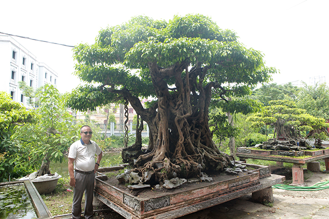 Chủ nhân của tác phẩm cho biết, đây là cây bonsai đại có tuổi đời khoảng 500 năm, chiều cao 2,45m, dài 1,7m, ngang 1,5m. Thân (vách) hoàn toàn tự nhiên thành một khối, đặc biệt bộ rễ lan tỏa xung quanh rất vững trãi.