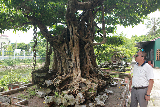 Ông Lân mua cây sanh ở miền Nam sau thời kỳ sốt giá &#40;2010&#41; nên ông sở hữu tác phẩm này với giá khá rẻ. Hiện tại, sau gần 10 năm chăm sóc, tạo tác, cây sanh trở thành tác phẩm có giá trị nghệ thuật rất cao và có giá khá đắt.