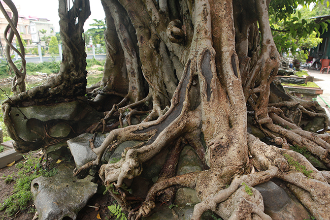 Sau nhiều năm, nhiều rễ phục bám vào thân nhìn như một bức tường thành vững trãi. Khi tưới nước vào cây, toàn bộ rễ, thân cây ánh lên một màu đồng đẹp mắt – chỉ những cây sanh nguyên bản, nhiều năm tuổi mới có đặc điểm này.