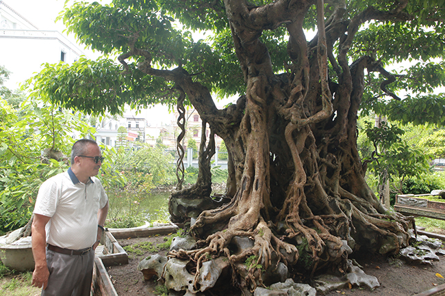 &#34;Từ khi mua được cây này, tôi&nbsp;thấy sống có ý nghĩa và như trẻ lại, đi đâu cũng nhớ cây, mà ngủ dậy muộn cũng nhớ cây, trước khi đi ngủ phải lượn một vòng ngắm cây. Tôi sắm&nbsp;&nbsp;2 bóng đèn để tối bật lên ngắm cây&#34;, ông Lân chia sẻ.