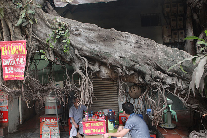 Bà Lan bán nước ở dưới gốc đa cho biết, không ai giám chặt cây vì cây thuộc đình Thanh Hà. Người dân ở đây cho biết, cây đa khoảng trăm năm tuổi.