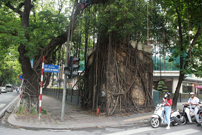 Những cây cổ thụ “kỳ dị” mọc giữa nhà, giữa phố Hà Nội - 9