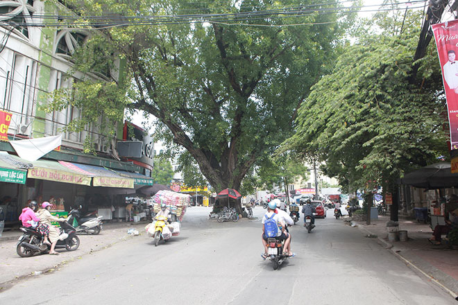 &nbsp;Trên đường Thuỵ Khuê (quận Tây Hồ) có một cây đề mọc ngay giữa đường nhưng bao nhiêu năm vẫn không bị chặt.