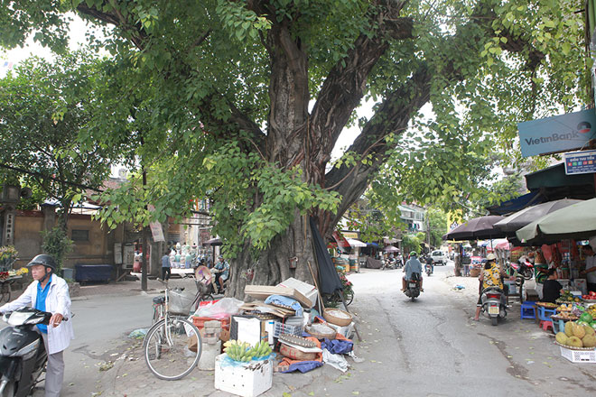 Thân cây lớn cỡ vài vòng tay người lớn, được cho là đã hơm 100 năm tuổi.