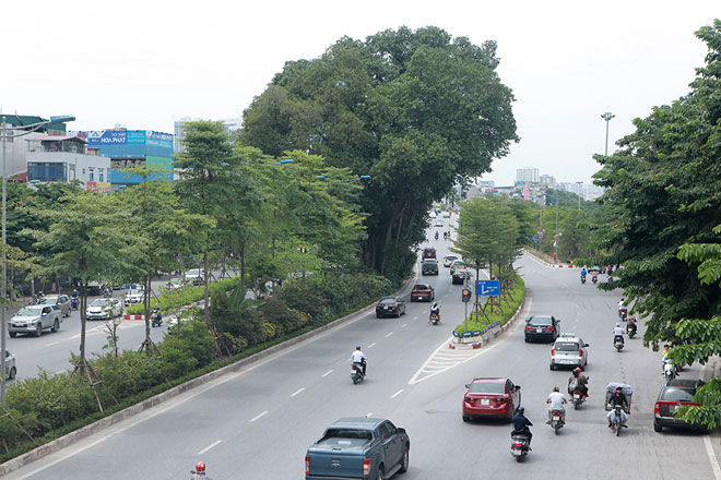 &nbsp;Trên tuyến đường vành đai 2 (đoạn đầu đường Võ Chí Công) có một cây đa lớn nằm ngay trên khu vực phân cách 2 làn đường.