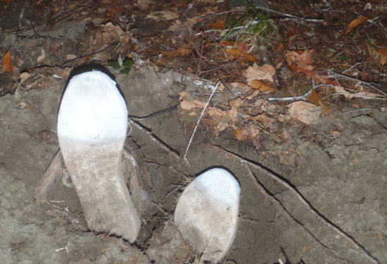 Phần xương chân còn nguyên giày được một nhóm thiếu niên phát hiện trong rừng ở Mỹ (ảnh minh họa)